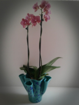 Orkidé skjuler i glas